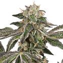 Runtz Autoflower (White Label) Feminiserede