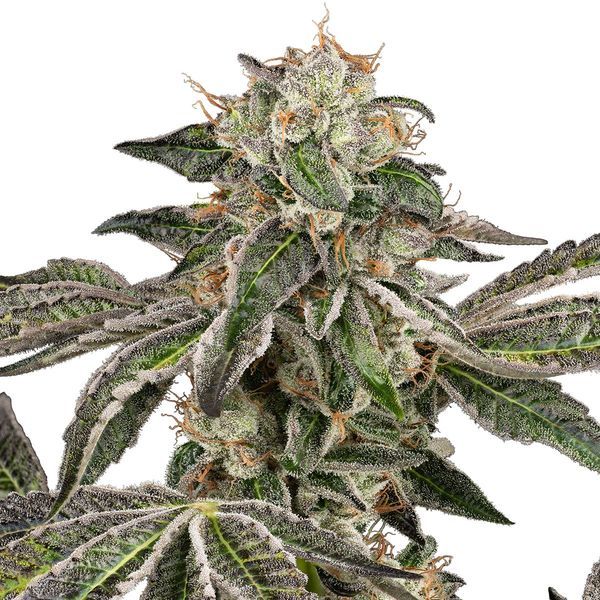 Runtz Autoflower (White Label) Feminiserede