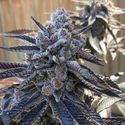 Bahama Berry (Solfire Gardens) Feminiserede