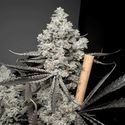 Barf Breath (Solfire Gardens) Feminiserede
