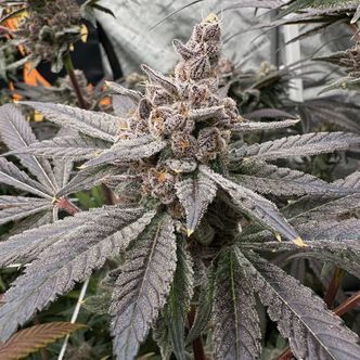 Gasserole (Solfire Gardens) Feminiserede