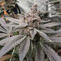 Gasserole (Solfire Gardens) Feminiserede