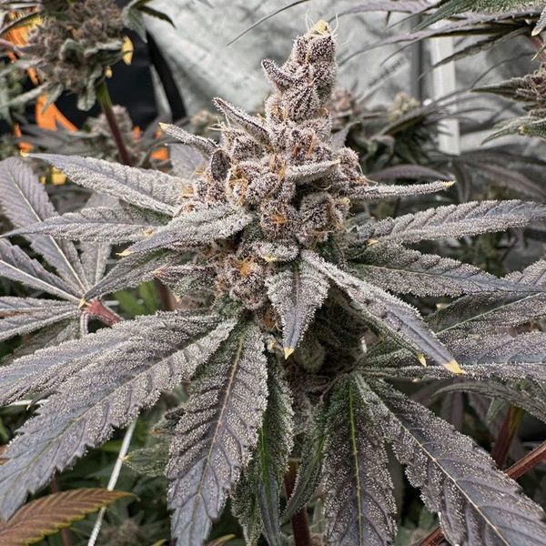 Gasserole (Solfire Gardens) Feminiserede