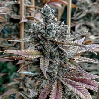Lemon Elixir (Solfire Gardens) Feminiserede