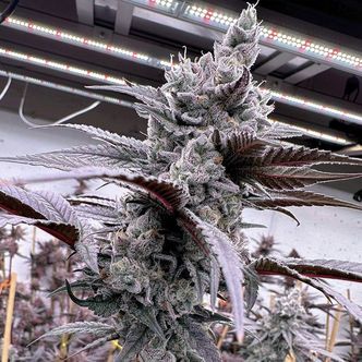 Lung Buster (Solfire Gardens) Feminiserede