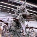 Lung Buster (Solfire Gardens) Feminiserede