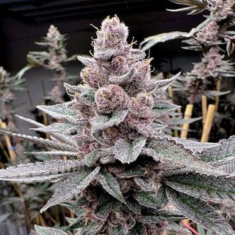 Miami Madness (Solfire Gardens) Feminiserede