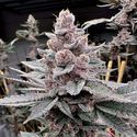 Miami Madness (Solfire Gardens) Feminiserede