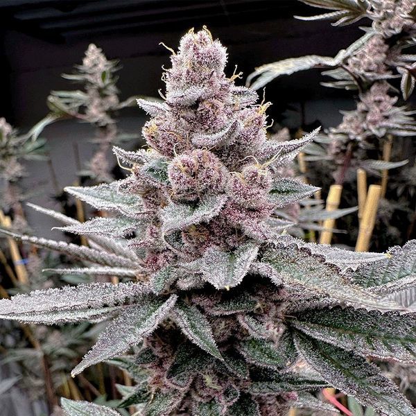 Miami Madness (Solfire Gardens) Feminiserede