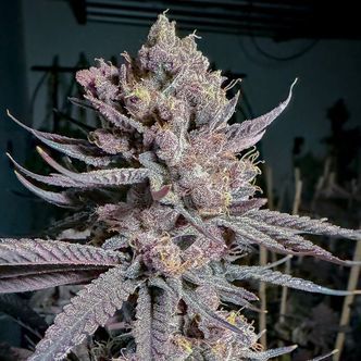 Ripe (Solfire Gardens) Feminiserede