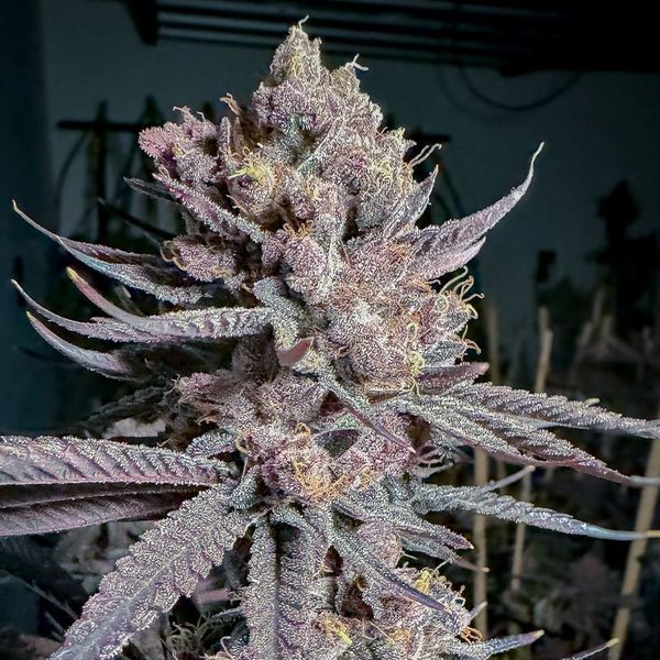 Ripe (Solfire Gardens) Feminiserede