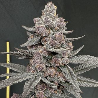 Sinfero (Solfire Gardens) Feminiserede