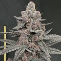 Sinfero (Solfire Gardens) Feminiserede