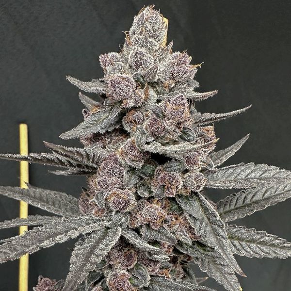 Sinfero (Solfire Gardens) Feminiserede