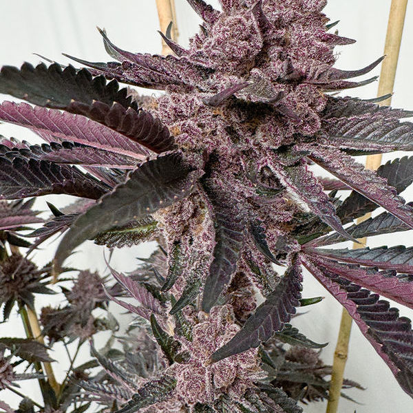 Strawmata (Solfire Gardens) Feminiserede