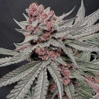 Terpgasm (Solfire Gardens) Feminiserede