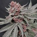 Terpgasm (Solfire Gardens) Feminiserede
