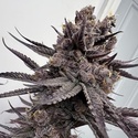 Trap God (Solfire Gardens) Feminiserede