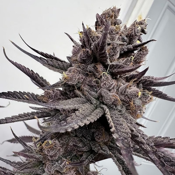 Trap God (Solfire Gardens) Feminiserede