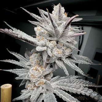 Trich Beast (Solfire Gardens) Feminiserede