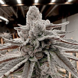 Yummy Yummy (Solfire Gardens) Feminiserede
