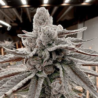 Yummy Yummy (Solfire Gardens) Feminiserede