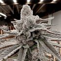 Yummy Yummy (Solfire Gardens) Feminiserede
