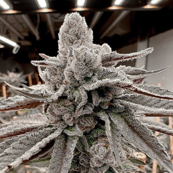 Yummy Yummy (Solfire Gardens) Feminiserede