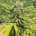 Banana Melt (Humboldt Seed Company) Feminiserede