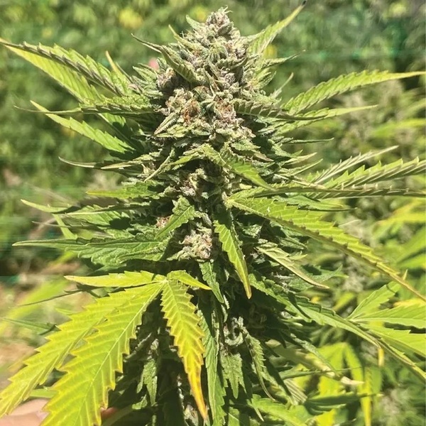 Banana Melt (Humboldt Seed Company) Feminiserede