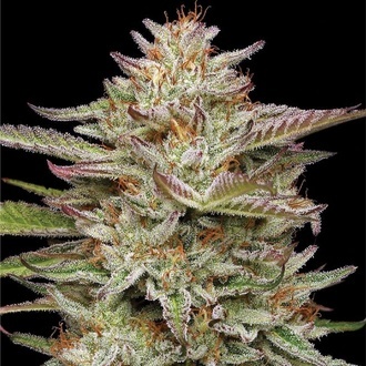 Banana OG (Humboldt Seed Company) Feminiserede