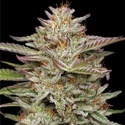 Banana OG (Humboldt Seed Company) Feminiserede