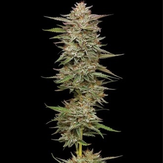Banana OG (Humboldt Seed Company) Feminiserede