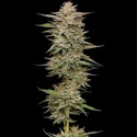 Banana OG (Humboldt Seed Company) Feminiserede
