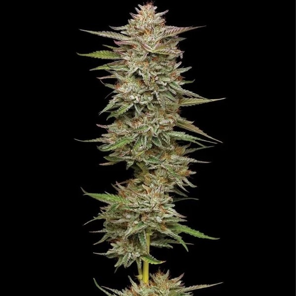 Banana OG (Humboldt Seed Company) Feminiserede