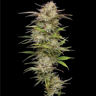 California Haze (Humboldt Seed Company) feminiserede