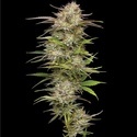 California Haze (Humboldt Seed Company) Feminiserede