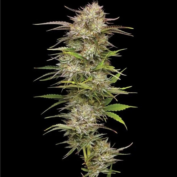 California Haze (Humboldt Seed Company) Feminiserede