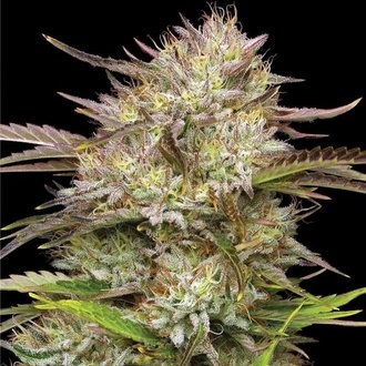 California Haze (Humboldt Seed Company) Feminiserede