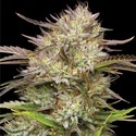 California Haze (Humboldt Seed Company) Feminiserede