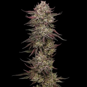 Chicken N' Wafflez (Humboldt Seed Company) Feminiserede
