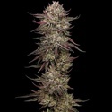 Chicken N' Wafflez (Humboldt Seed Company) Feminiserede
