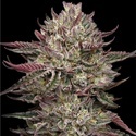 Chicken N' Wafflez (Humboldt Seed Company) Feminiserede