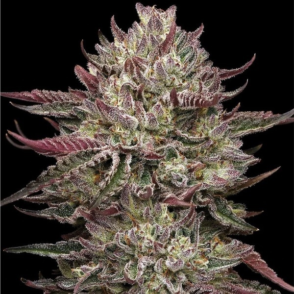 Chicken N' Wafflez (Humboldt Seed Company) Feminiserede