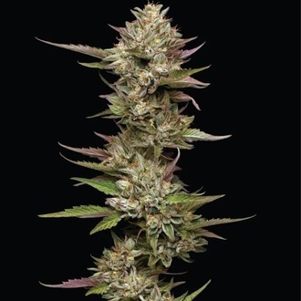Moon Fog (Humboldt Seed Company) Feminiserede
