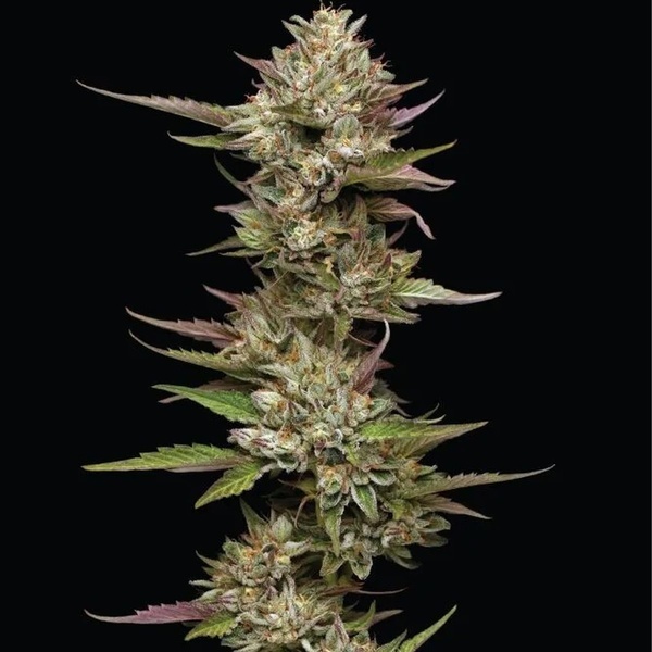 Moon Fog (Humboldt Seed Company) Feminiserede
