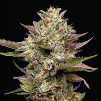 Moon Fog (Humboldt Seed Company) Feminiserede