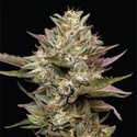 Moon Fog (Humboldt Seed Company) Feminiserede