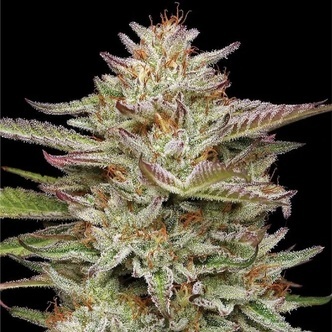 Banana OG Auto (Humboldt Seed Company) feminiserede cannabisfr&oslash;