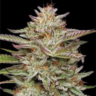 Banana OG Auto (Humboldt Seed Company) Feminiserede